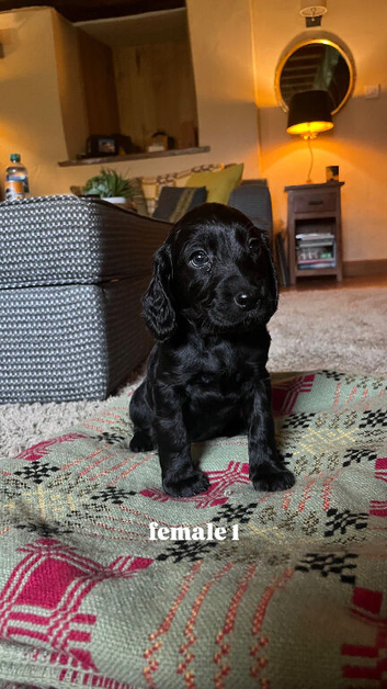*READY TO GO* Sprockapoo puppies