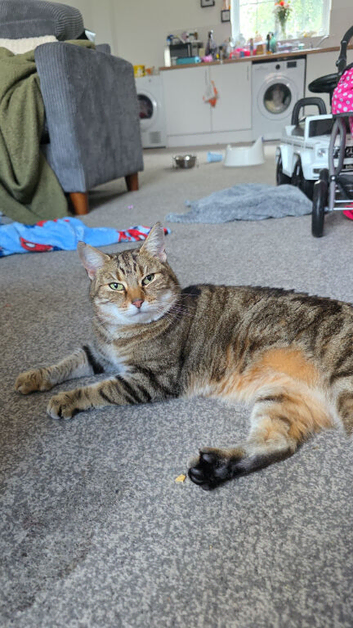 Tabby female for sale