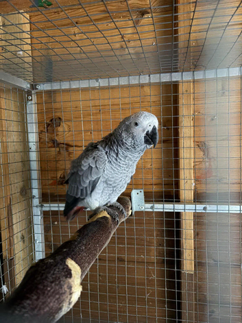 African Grey Young Parrot - Hen