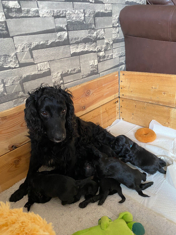 Sprocker xcocker spaniel puppies