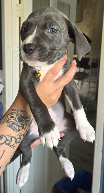 Cain corso x pocket bully pups