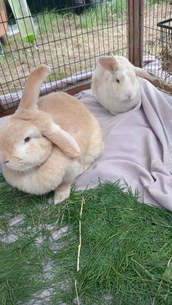 Lops bunnies need new home