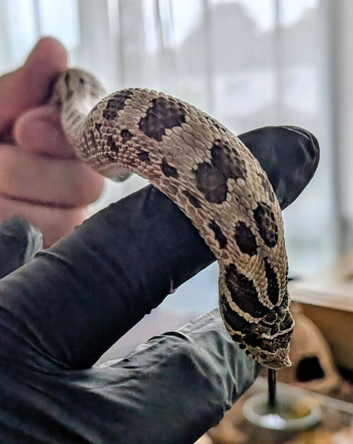 Western green phase hoggie