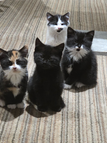 Kittens ready to go