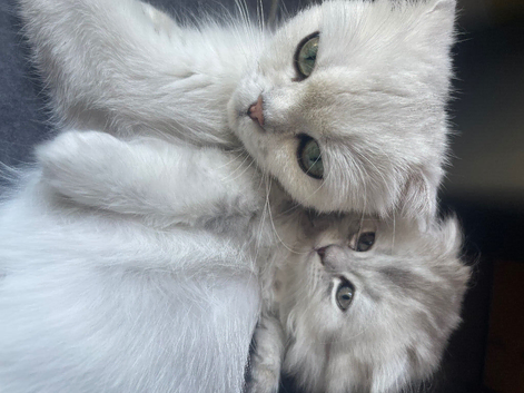 Scottish Fold