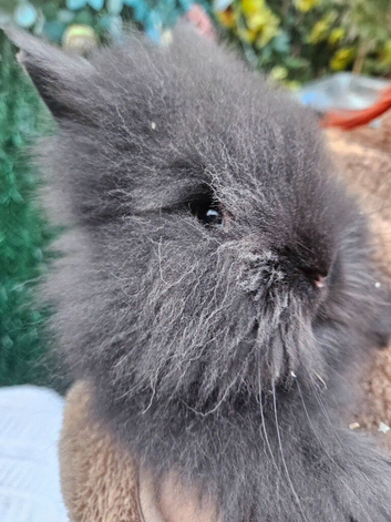 Cute double maned lionheads
