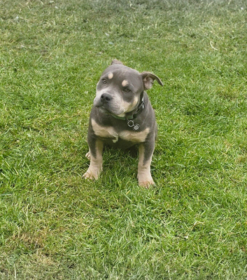 Pocket bully male