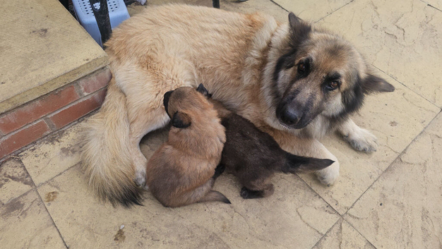 Male KC Registered German Shepherd Puppy Available