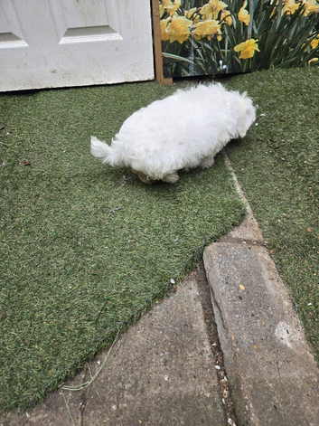 Bichon Maltese For Sale