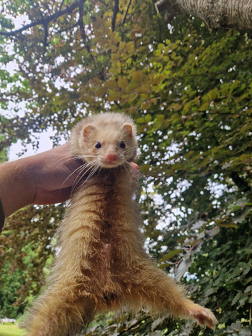 Ferret kits available