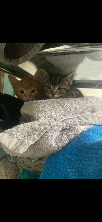 Ginger boy and tabby girl kitten