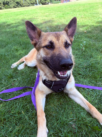 German shepherd x Belgian Malinois
