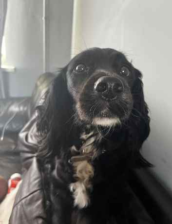 Heidi