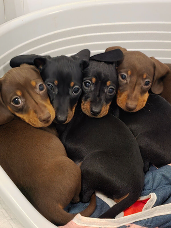 Mini dachshund pups ready now