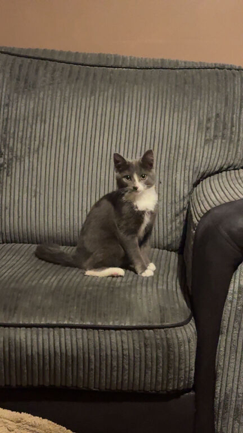 Russian blue