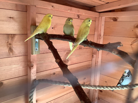 Young budgies