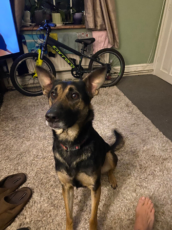 Female German shepherd for rehome