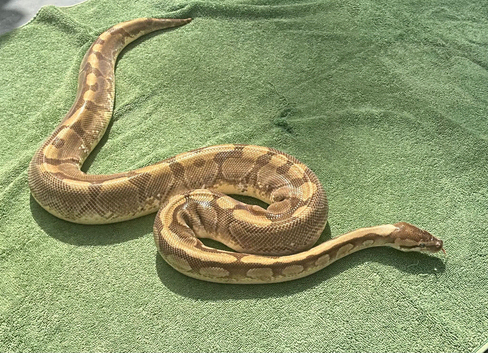 Adult female Enchi ball python