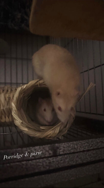 Two Friendly Male Rats &ndash; 10 Months Old &ndash; Full setup included