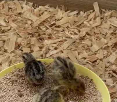 Day ld quail for sale