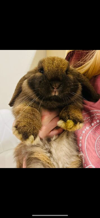 Mini lops