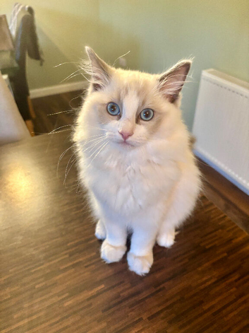 Ragdoll Kittens *INC VACCINATIONS & INSURANCE*