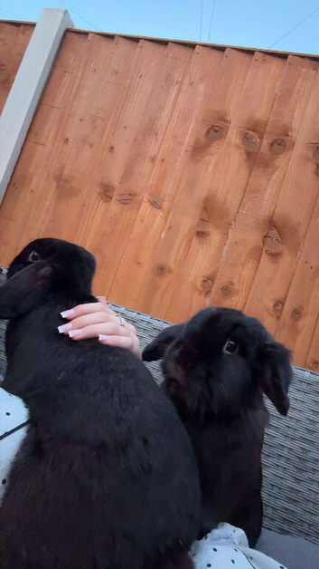 ERGENT!! 2 gorgeous boy lops