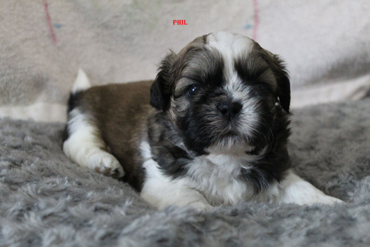 READY NOW KC reg CUTE SHIH TZU BOY PUPPIES