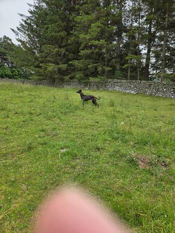 Lurcher Male