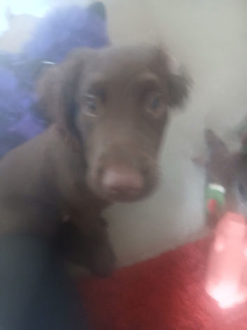 chocolate cocker spaniel boy