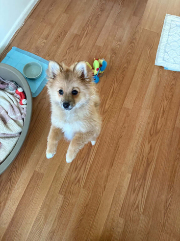 Fluffy Pomeranian Puppy