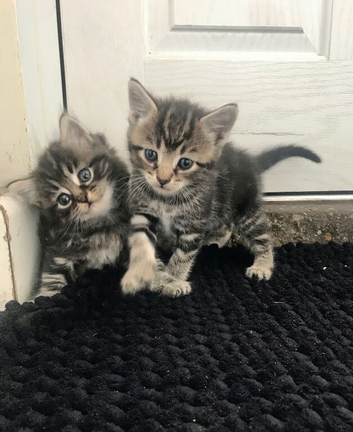 Kittens