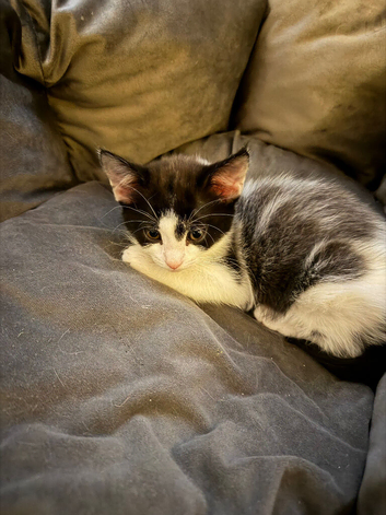 Kittens for sale looking for new homes!