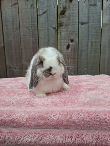 Mini lop girls Ready now
