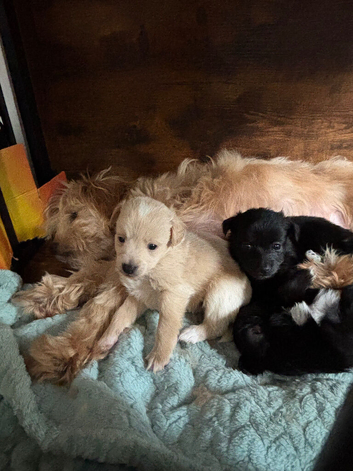 F2 pomapoo pups for sale