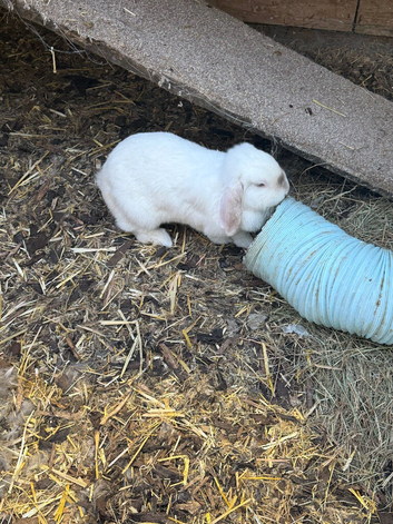 Female mini lop