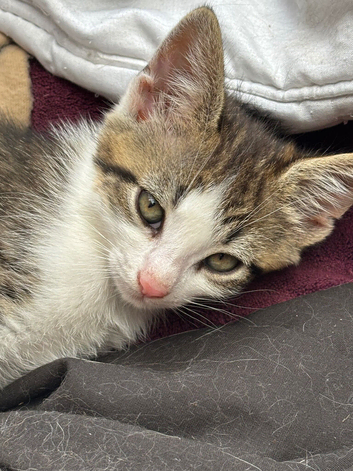 4 kittens ready to go!!