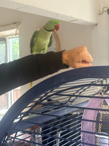 Tame alexanderine budgies parrolets love birds