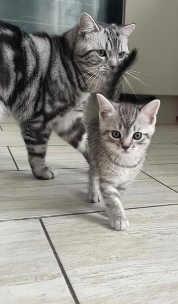 Half BSH kittens