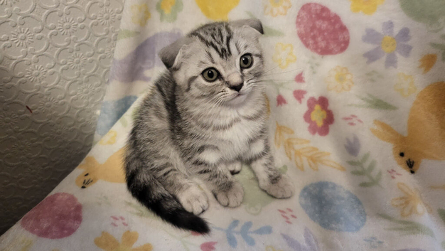 Ready to rehome Scottish  fold