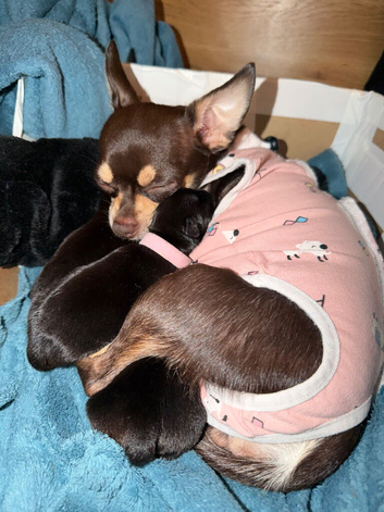 Gorgeous Black Blue Chihuahua Puppies London N1