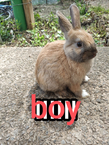 Mini rex x mini lop bunnies