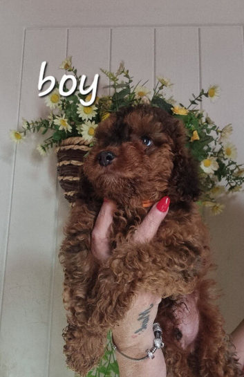 Last cockerpoo ready to leave