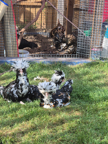 Free cockralls/roosters