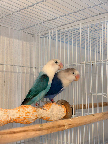 DNA&rsquo;d Breading pairs and single males for rehoming