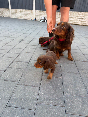 Working Spaniels