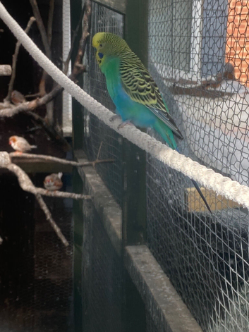 Baby budgies