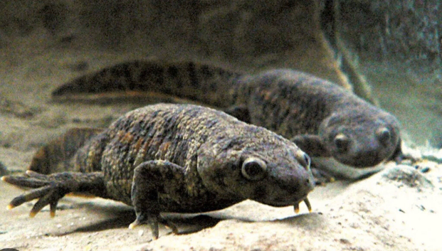 Pair of Spanish ribbed newts