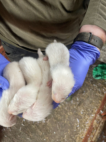 Half angora silver kits