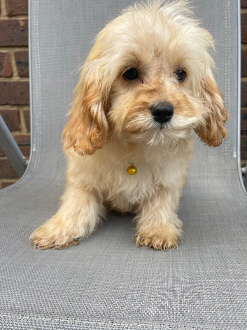 Beautiful cavapoo f1b pups ready to leave